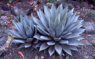 Agave Parryi v. parryi